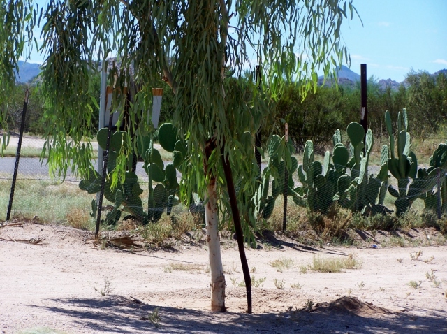 Javelina Cactus